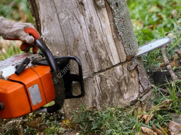 What Are the Important Steps to Take After Tree Removal?