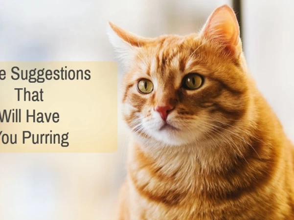 Feline Suggestions That Will Have You Purring