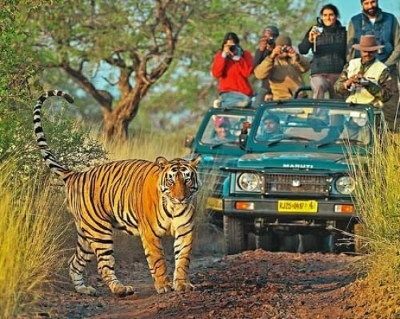 Explore the best of Ranthambore in one go...