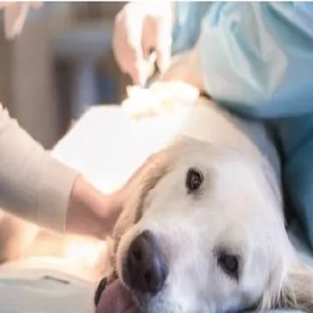 Dog Health Concerns - What Causes Them and How Can You Prevent Them?