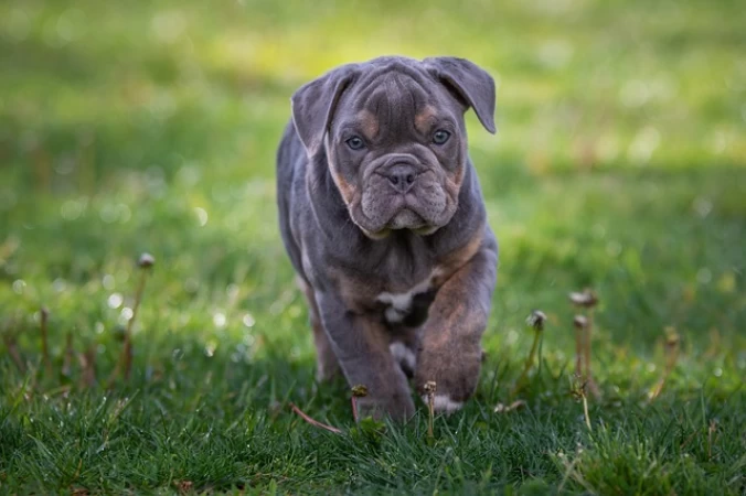 Its Best to Buy an English Bulldog Puppy From A Shelter